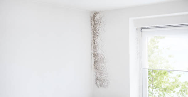 Mold Remediation for Vacation Homes in Becker, MN