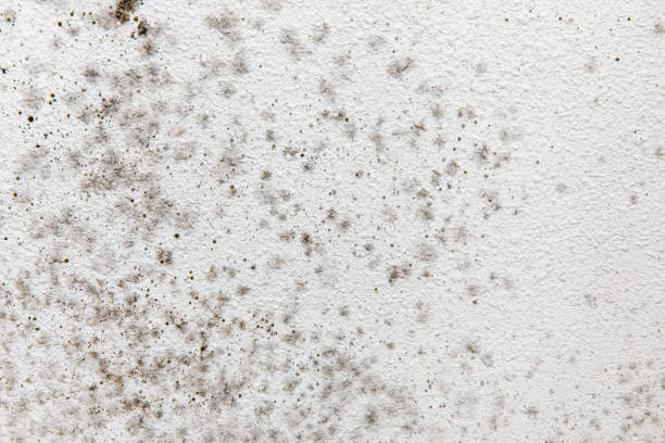 Professional Mold Removal in Becker, MN